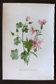 Hulme 1884 Antique Botanical Print. Shining Cranes-Bill Robin