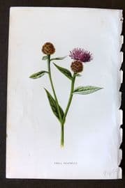 Hulme 1884 Antique Botanical Print. Small Knapweed