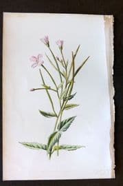 Hulme 1884 Antique Botanical Print. Small Willow Herb