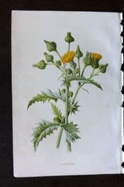 Hulme 1884 Antique Botanical Print. Sowthistle
