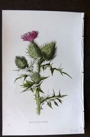 Hulme 1884 Antique Botanical Print. Spear-Plume Thistle