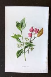 Hulme 1884 Antique Botanical Print. Spindle Tree