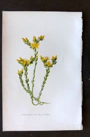Hulme 1884 Antique Botanical Print. Stonecrop or Wall Pepper