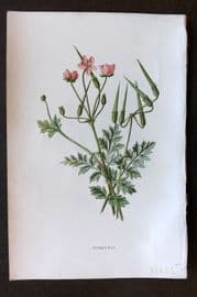 Hulme 1884 Antique Botanical Print. Stork's Bill