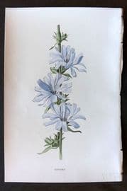 Hulme 1884 Antique Botanical Print. Succory