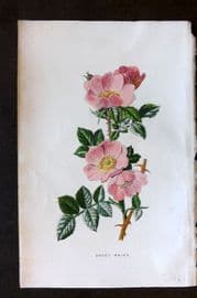 Hulme 1884 Antique Botanical Print. Sweet Briar