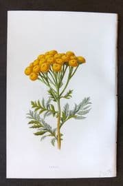 Hulme 1884 Antique Botanical Print. Tansy
