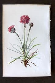 Hulme 1884 Antique Botanical Print. Thrift
