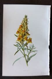 Hulme 1884 Antique Botanical Print. Toad Flax