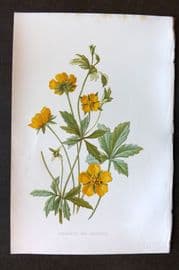 Hulme 1884 Antique Botanical Print. Tormentil and Cinquefoil
