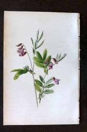 Hulme 1884 Antique Botanical Print. Tuberous Pea