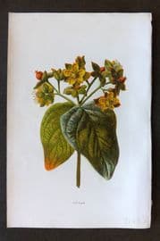 Hulme 1884 Antique Botanical Print. Tutsan