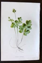 Hulme 1884 Antique Botanical Print. Tuverous Moschatel