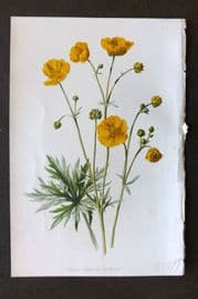Hulme 1884 Antique Botanical Print. Upright Meadow Crowfoot