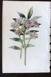 Hulme 1884 Antique Botanical Print. Valerian