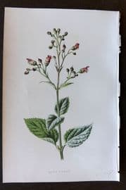 Hulme 1884 Antique Botanical Print. Water Fig-Wort