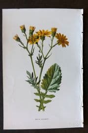 Hulme 1884 Antique Botanical Print. Water Ragwort