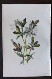 Hulme 1884 Antique Botanical Print. White Campion