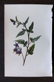 Hulme 1884 Antique Botanical Print. Woddy Nightshade