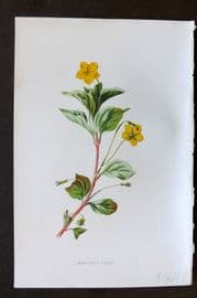 Hulme 1884 Antique Botanical Print. Wood Loose-Strife
