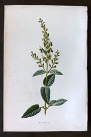 Hulme 1884 Antique Botanical Print. Wood Sage