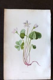 Hulme 1884 Antique Botanical Print. Wood Sorrel
