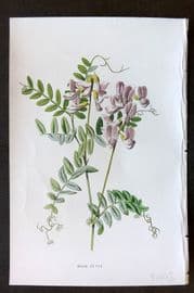 Hulme 1884 Antique Botanical Print. Wood Vetch