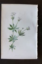 Hulme 1884 Antique Botanical Print. Woodruff