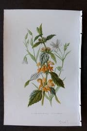 Hulme 1884 Antique Botanical Print. Yellow Dead Nettle Stitchwort