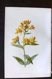 Hulme 1884 Antique Botanical Print. Yellow Loose Strife