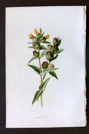 Hulme 1884 Antique Botanical Print. Yellow Rattle