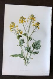 Hulme 1884 Antique Botanical Print. Yellow Rocket