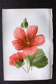 Hulme C1880 Antique Print. Crimson Mallow
