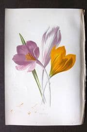 Hulme C1880 Antique Print. Crocus