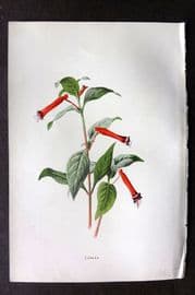 Hulme C1880 Antique Print. Cuphea