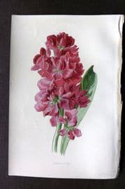 Hulme C1880 Antique Print. Double Stock