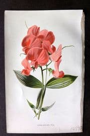 Hulme C1880 Antique Print. Everlasting Pea