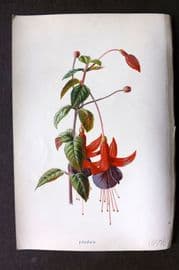 Hulme C1880 Antique Print. Fuchsia
