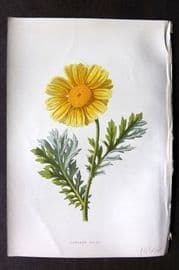 Hulme C1880 Antique Print. Garland Daisy