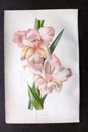 Hulme C1880 Antique Print. Gladioulus