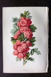 Hulme C1880 Antique Print. Hawthorn