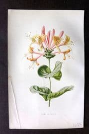 Hulme C1880 Antique Print. Honeysuckle