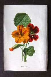 Hulme C1880 Antique Print. Indian Cress