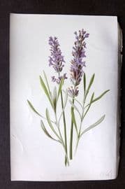 Hulme C1880 Antique Print. Lavender
