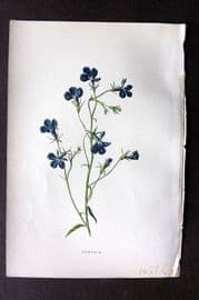 Hulme C1880 Antique Print. Lobelia