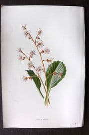 Hulme C1880 Antique Print. London Pride