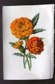 Hulme C1880 Antique Print. Marigold