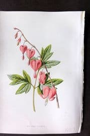 Hulme C1880 Antique Print. The Lyre Flower