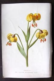 Hulme C1880 Antique Print. Turncap or Martigan Lily