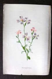 Hulme C1880 Antique Print. Virginian Stock